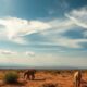 Moving to South Africa with Pets: A Practical Guide