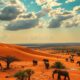 Community Organizations in South Africa: Formation and Funding