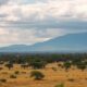 Madagascar Real Estate: 5 Signs of a Quality Agency