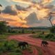 Co-living in Madagascar: The Real Estate Boom