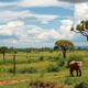 Impact of Digital Nomads on Madagascar’s Rental Market
