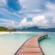 Relocating Your Pet to the Seychelles: Practical Procedures
