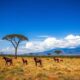 Seasonal Rental Opportunities in Madagascar