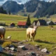 Tips for Coping with Homesickness in Sweden