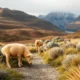 Tips for Coping with Homesickness in Tasmania