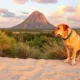 Moving to Belize with Pets: Procedures and Practical Tips