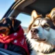 Pet Relocation to Kuwait: Procedures, Hidden Risks, and On-the-Ground Advice