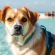 Expatriating with Pets to the Maldives: Procedures and Practical Advice