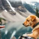 Moving to Finland with Pets: Procedures, On-the-Ground Realities, and Practical Advice