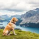Moving to Sweden with Pets: Procedures and Practical Advice