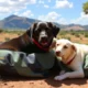 Moving to Tanzania with Pets: Procedures, Health Risks, and Life on the Ground