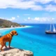 Moving to Antigua and Barbuda with Your Pet: Procedures, Pitfalls, and Practical Advice