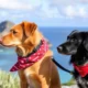 Moving Your Pet to Wallis and Futuna: The Complete Guide