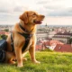Traveling to the Czech Republic with Your Pet: The Complete Guide