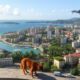 Pet Relocation to Cuba: Procedures and Practical Tips