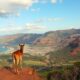 Moving Your Pet to Barbados: Procedures, Costs, and Practical Advice