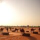 Senior Residences in Senegal: A Booming Market