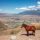 Relocating Your Pet to Ecuador: Procedures, Costs, and Field Tips