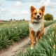 Moving to Greenland with Pets: Procedures and Practical Tips