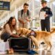 Relocating Your Pet to Madeira: Procedures and Practical Tips