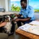 Taking Your Pet Abroad: A Practical Guide to Moving to Niue