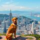 Pet Relocation to the USA: Steps and Tips