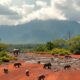 Moving to Madagascar: Tips for Your Pets