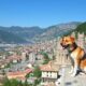 Moving to Montenegro with Pets: Practical Tips