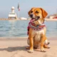 Expatriation with Pets to the UAE: Steps and Practical Tips