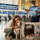 Expatriation with Pets in Myanmar: Procedures, Hidden Risks, and On-the-Ground Advice