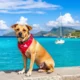 Relocating Your Pet to St. Barths: Complete Guide