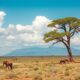 Ideal Legal Status for a Business in Madagascar
